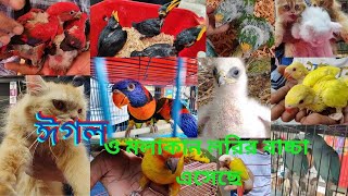 ঈগল ও মলাকান লরির বাচ্চা এসেছে মিরপুর ১ পাখির হাটে  | mirpur 1 pakhir hat#viral #eagles #lori