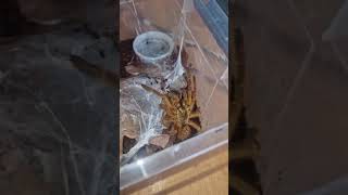 Psycho Cyrus giving his usual attitude. gotta love these OBTs #obt #TarantulaIreland #psycho