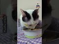 আমি যেভাবে সুস্থ হলাম।😁 #miki #cat 