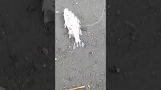 Bagong Huling Isda Sa Dagat shorts  satisfying  viral  fishing tabingdagat  isda