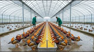From Tiny Egg to Million-Duck Empire: The Mandarin Duck's Unbelievable Journey 🦆✨ (ASMR Documentary)
