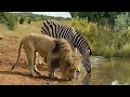 ONA KILICHOFUATA SIMBA ALIPOKUNYWA MAJI NA ZEBRA VS LION EPIC HUNT GIRAFFE SAVE BABY FROM LION PRIDE