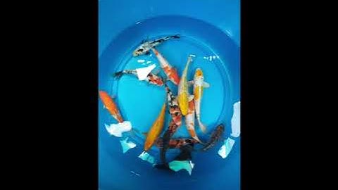 Cung cấp sỉ & lẻ cá koi nhật-f1, cá koi giá rẻ thả quán cafe, công trình ☎️0914 75 9494