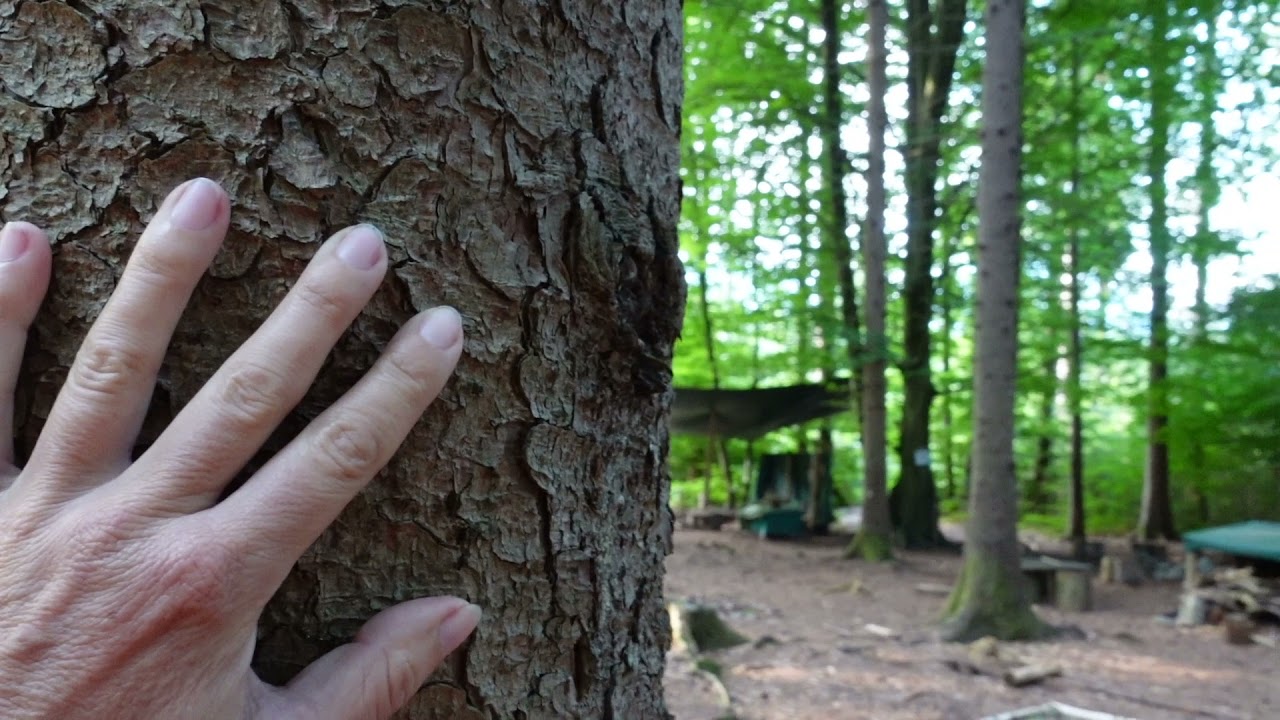 354 - Eine energetische Reise durch den Wald