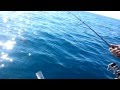 fishing Montenegro Cernia Krnja adriatic sea