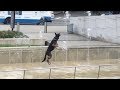 Hilarious dog can't stop jumping in sync with water fountain