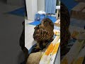今日のジュニ君🦉