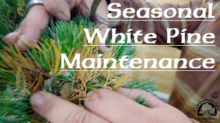 Seasonal White Pine Maintenance - Greenwood Bonsai