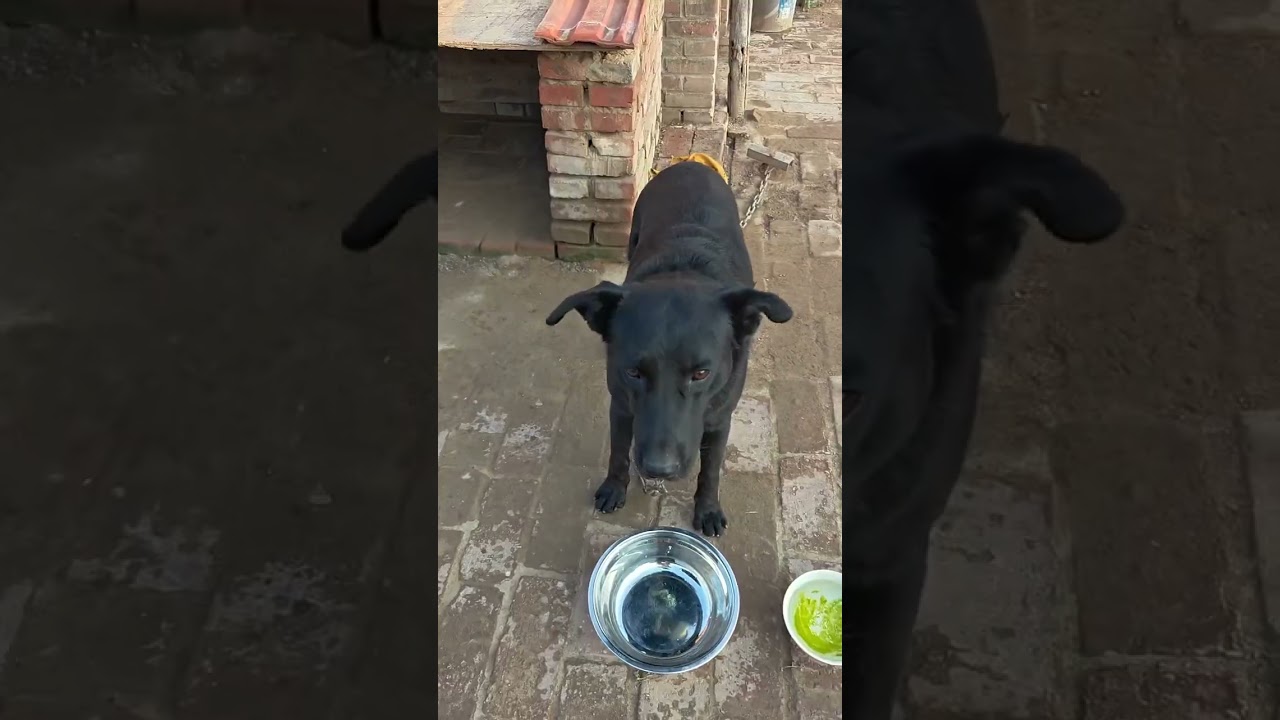 黑毛狗狗大快朵頤香噴小腳鮮蝦魚板面超滿足