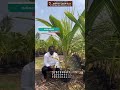 பச்சை தென்னை காய்களை தரும் கங்கபாந்தம் இரகம் #coconut #coconutfarming #தென்னை #ashokaagritech
