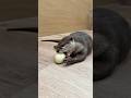 たまごの丸かじりに挑戦する子どものカワウソ #shorts