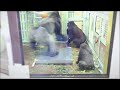 「なんやねん！」と大声で猛抗議したゲンタロウ。撮影日2022.8.21【京都市動物園、ニシゴリラの家族】