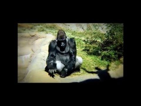 爆笑 面白 賢いサル 非常に面白い猿 Youtube