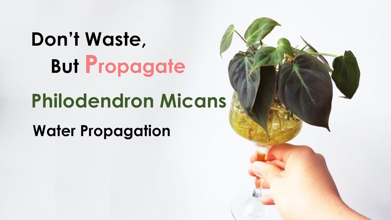 Philodendron Micans water Propagation _ Don't waste damaged Micans cuttings  but Propagate