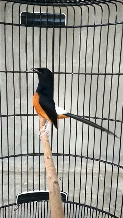 Murai batu isian prenjak betina