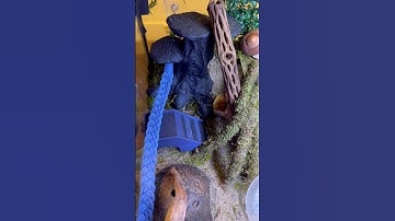 I made a Hermit Crab staircase and tunnel! #hermitcrab #homemade #diy #staircase #tunnel #fyp #like
