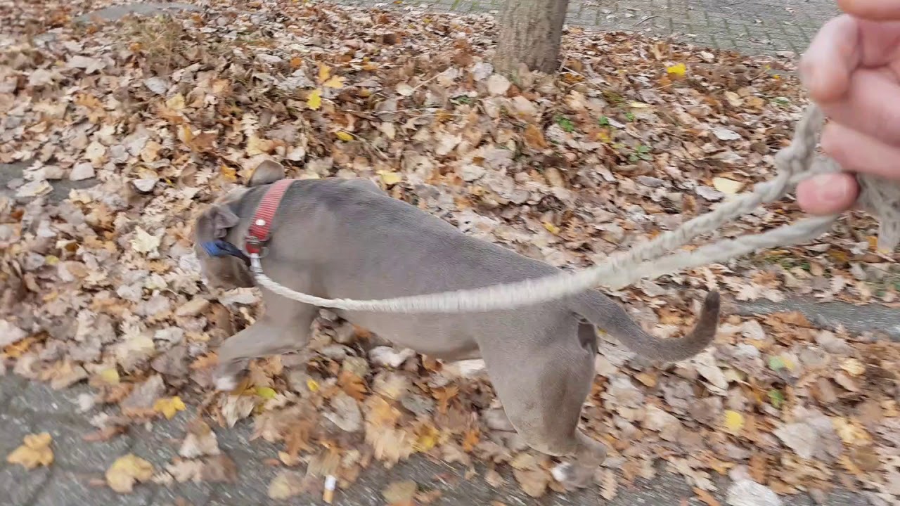 American Bully's adventures on leash smelling a female in heat en meet