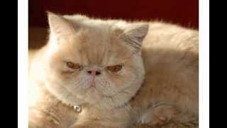 Frumpy Cat, I said, not Grumpy Cat.  Whatever...Happy Birthday!