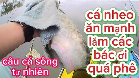 CÂU SÔNG TỰ NHIÊN- CÂU CÁ NHEO - CÂU ĐÀi| QUÁ ĐÃ CÁ NHEO