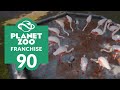 PLANET ZOO | EP. 90 - FLAMINGOING MAD! (Franchise Mode Lets Play)