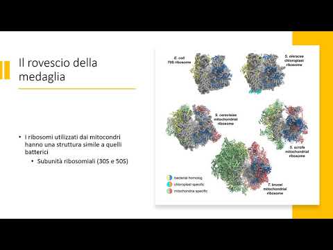 Video: Differenza Tra Antibiotico E Antisettico