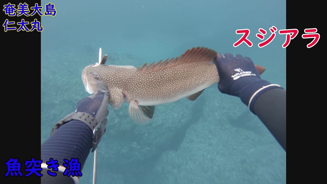 頑張れ やまとそん 魚突き