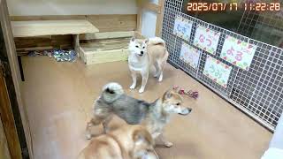 柴犬なつと子供たち Shibainu Natsuの配信のサムネイル画像