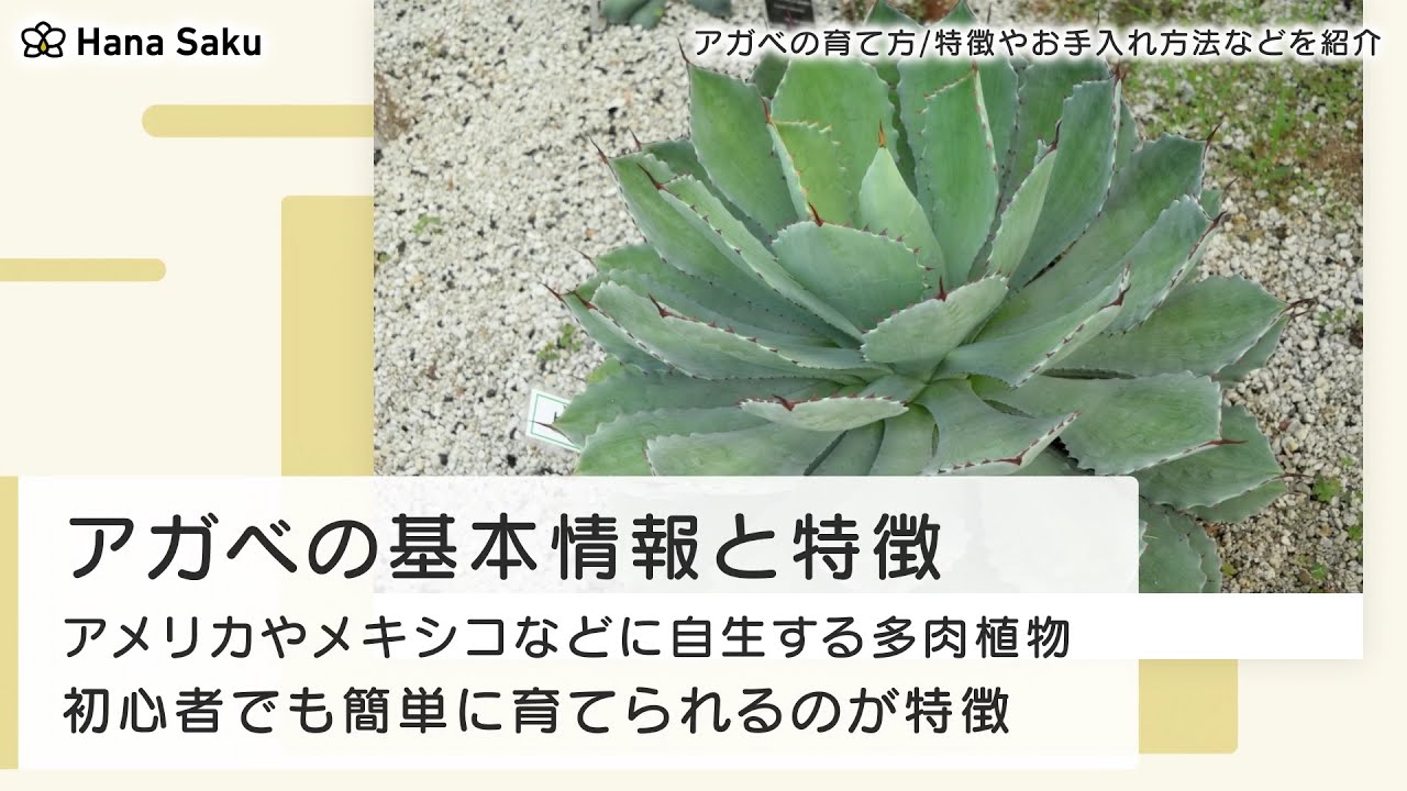 アガベの育て方と植え替え方法 増やし方やお手入れ方法も紹介 Hanasaku