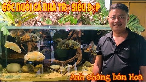 Thăm góc nuôi Cá nhà trọ siêu đẹp của A Chàng bán hoa tươi-Thái Salem vê lốc