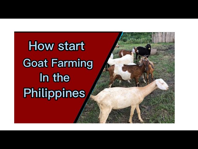 How To start Goat Farming l Goat Farming Part 17 class=