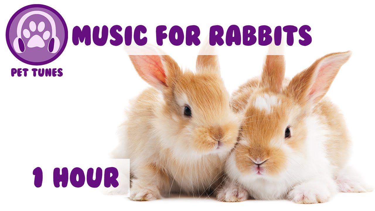 relaxing music guitar 1 Hour of Rabbit Music! Music to Relax and Calm Your Pet Rabbit.