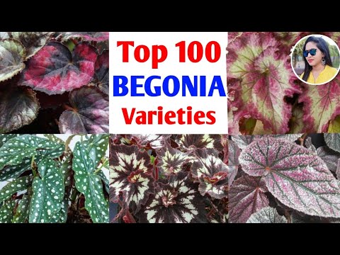 Video: The most popular types of begonias: description and photo