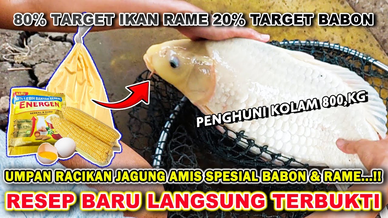 GANASNYA RACIKAN UMPAN JAGUNG BUAT GALAPUNG !! RESEP UMPAN IKAN MAS TERBARU BABON & RAME ❗❗