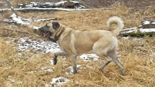 Incredibly POWERFUL 2 Year Old KANGAL | Turkish Kangal Dog | Ash the Kangal by Ash The Kangal 2,034 views 5 months ago 1 minute, 55 seconds