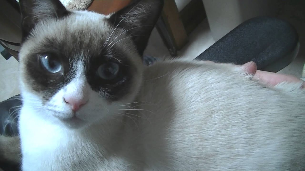 スノーシュー 蝶の仮面猫 Youtube スノーシュー 蝶の仮面猫 Youtube