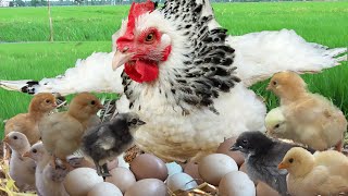 MURGI Hen Harvesting eggs to Chicks Small Birds hatching 'Roosters And Hens' Just BORN chick