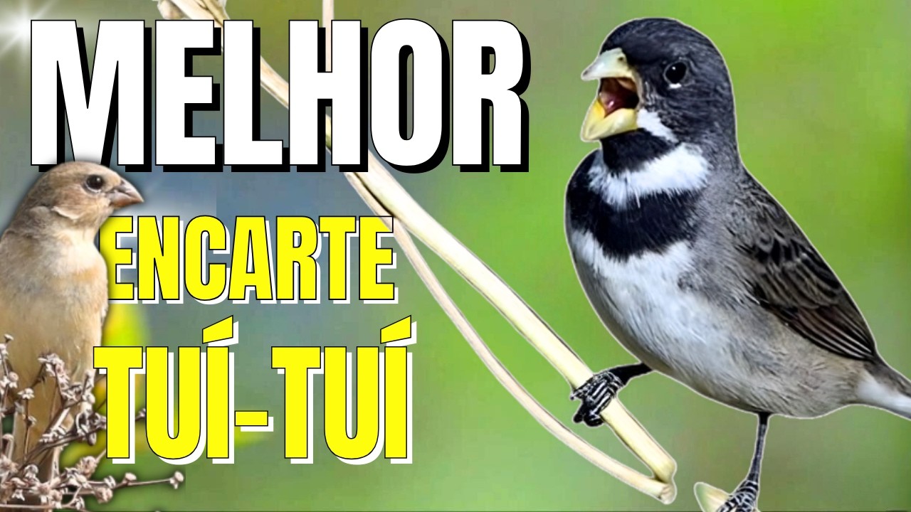 CANTO DE COLEIRO TUI TUI PERFEITO PARA TREINAMENTO DE COLEIRO E ESQUENTAR COLEIRO TUI TUI