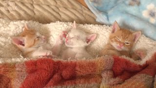 おまとめ中 ジャンピング猫 パープル系