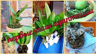 видео: Орхидеи из Эквадора, свежекупленные. Чем обработать??? и как посадить???,  ответы на вопросы. картинка: Орхидеи из Эквадора, свежекупленные. Чем обработать??? и как посадить???,  ответы на вопросы.