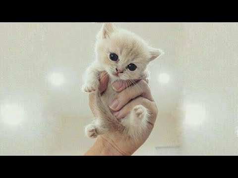 猫かわいい すごくかわいい子猫 最も面白い猫の映画 149