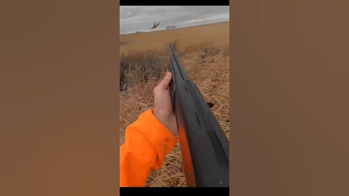 Best shot 2024 #pheasant #hunting #birddog