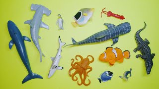 Collect 7 Sea Animals Clown Fish, Hammerhead Shark, Orca Whale, Hermit Crab, Goblin Shark, Sailfish