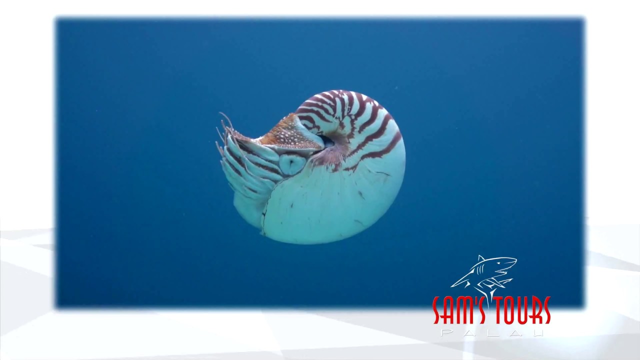 Sam's Tours Palau