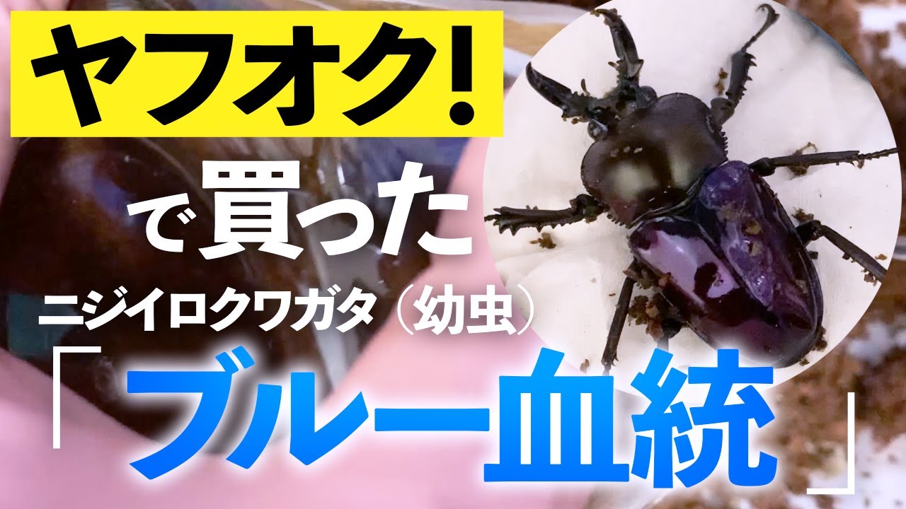 ご参考に】ヤフオク！で買った「ブルー血統」ニジイロクワガタ（幼虫