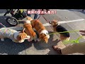 【コーギー】親族との再会とラッキーのお誕生日祝い