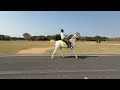 Marwadi ghodi Di training🐎🐎🐎🐎🐎