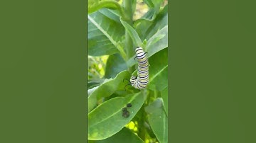 IPM Shorts: MONARCHS! (But wait, we