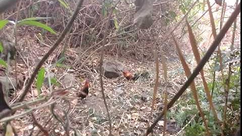 By gà rừng gặp ngay e bổi tơ đẹp mê ly ( cuab qaib qus 29/2/2020)