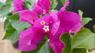 Introducing My New Bougainvillea Plant