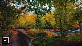 Peaceful River Walk in Early Autumn | Saveån, Sweden 4K Nature Sounds
